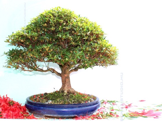 rhododendron bonsai metszese utan